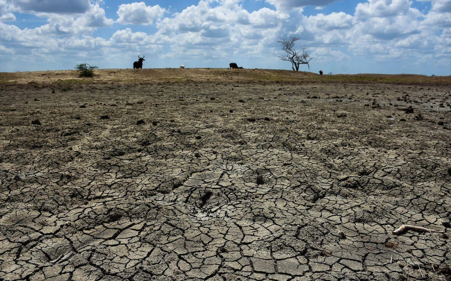 Sequía en el campo mexicano